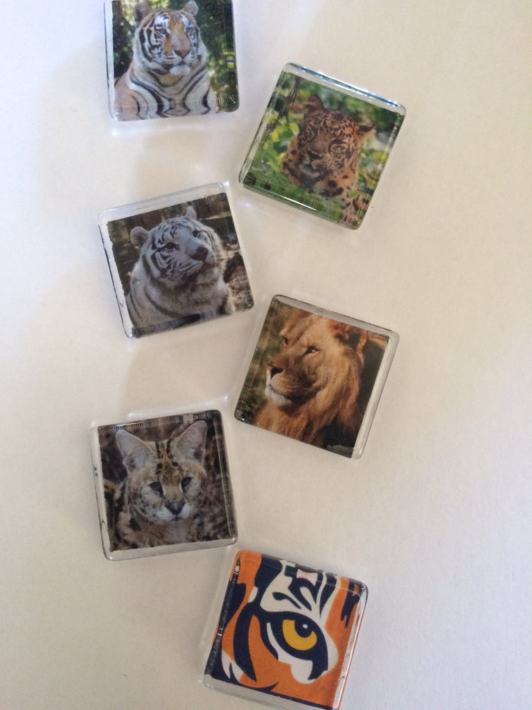 Featured Item of the Week - Six Piece Magnet Set